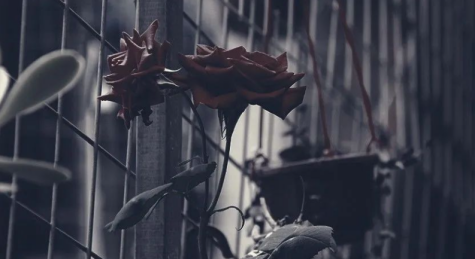 1716290348457058.png 1716290348457058.png